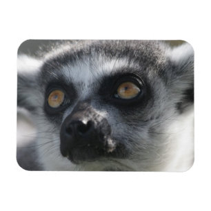 Ringtaillemur-Magnet Magnet