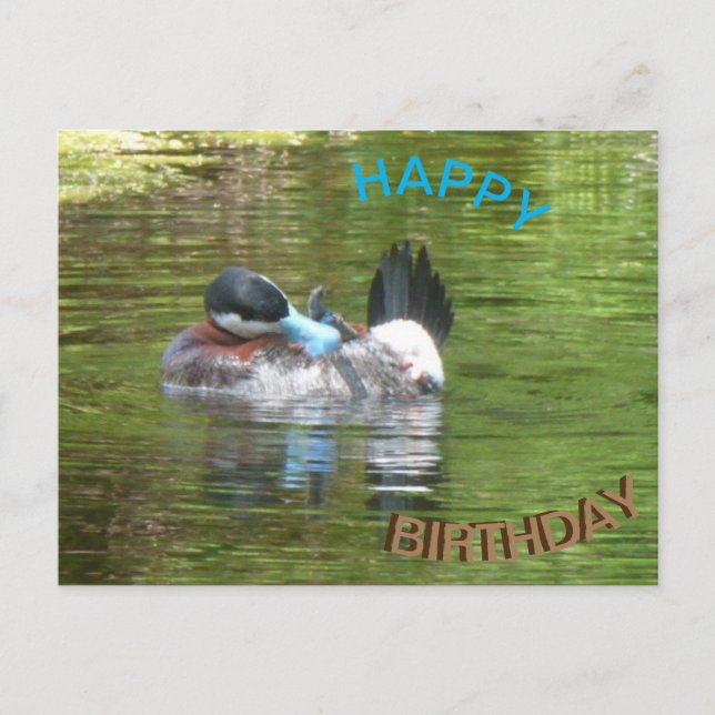 Ringtaling Duck Happy Birthday Postcard Postkarte (Vorderseite)