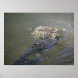 Río Catfish und Turtle Poster