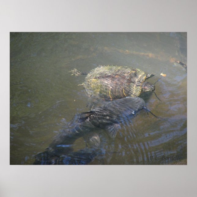 Río Catfish und Turtle Poster (Vorne)
