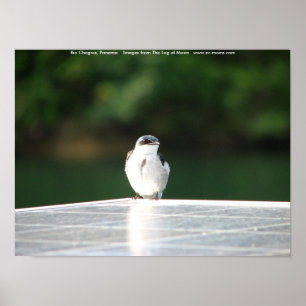 Rio Chagres, Panama Poster