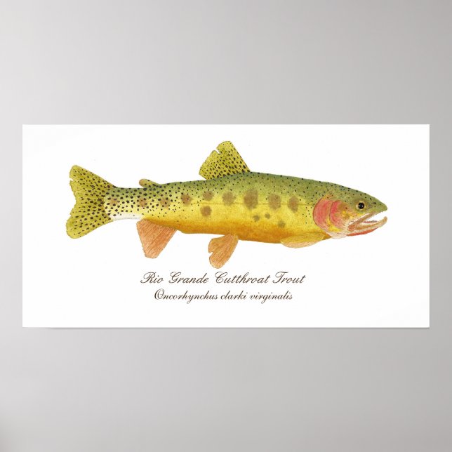 Rio Grande Cutthroat Trout Art Poster (Vorne)