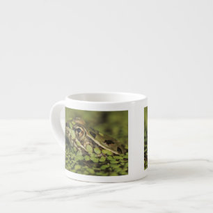 Rio Grande Leopard Frog, Rana berlandieri, Espressotasse