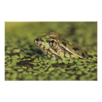 Rio Grande Leopard Frog, Rana berlandieri,