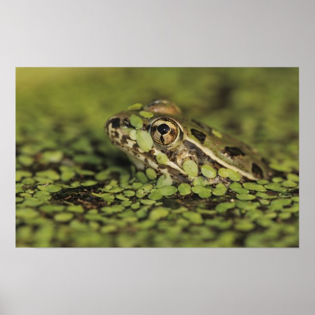 Rio Grande Leopard Frog, Rana berlandieri, Poster (Vorne)