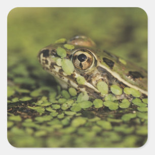 Rio Grande-Leopard-Frosch, Rana berlandieri, Quadratischer Aufkleber