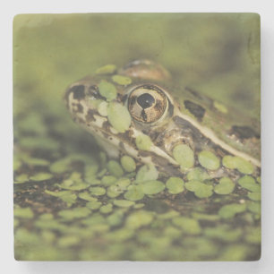 Rio Grande-Leopard-Frosch, Rana berlandieri, Steinuntersetzer