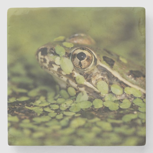 Rio Grande-Leopard-Frosch, Rana berlandieri, Steinuntersetzer (Vorderseite)