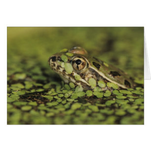Rio-Grande-Leopardenfrosch, Rana berlandieri,