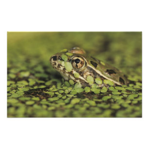 Rio-Grande-Leopardenfrosch, Rana berlandieri, Fotodruck