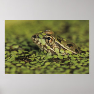 Rio-Grande-Leopardenfrosch, Rana berlandieri, Poster