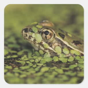 Rio-Grande-Leopardenfrosch, Rana berlandieri, Quadratischer Aufkleber