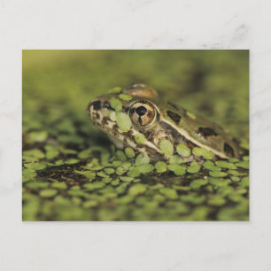 Rio Grande Leopardfrosch, Rana berlandieri, Postkarte