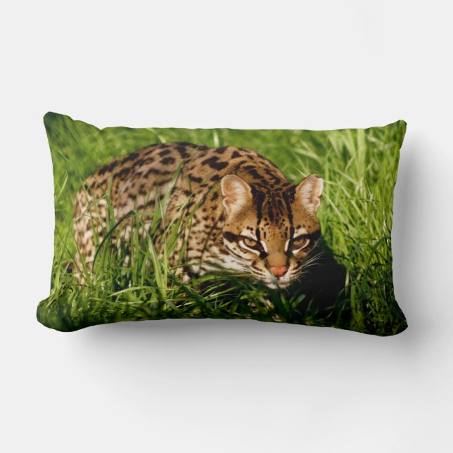 Rio le coussin d'Ocelot (Recto)