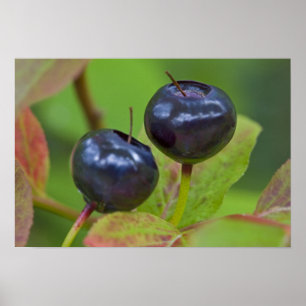 Ripe huckleberries im Flathead National 2 Poster