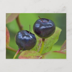 Ripe huckleberries im Flathead National 2 Postkarte