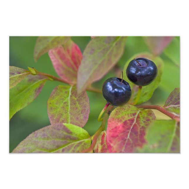 Ripe huckleberries im Flathead National Fotodruck (Vorne)