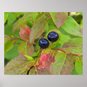 Ripe huckleberries im Flathead National Poster