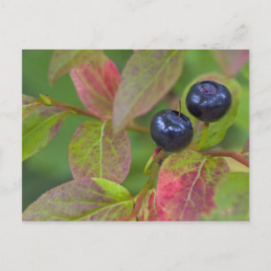 Ripe huckleberries im Flathead National Postkarte