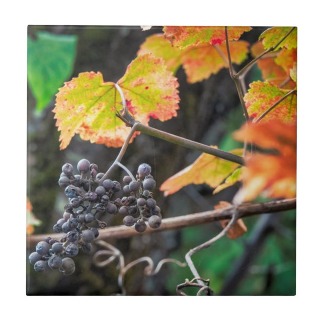 Ripe Isabella Traube Fliese (Vorderseite)