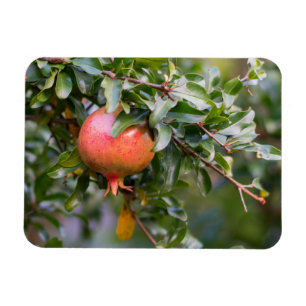 Ripe Pomegranat auf dem grünen Shrub Magnet