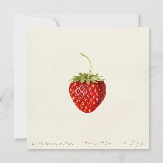 Ripe Red Strawberry (von Louis C.C. Krieger) Karte (Vorderseite)