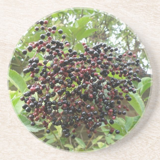 Ripening Elderberries Coasters Untersetzer (Vorne)