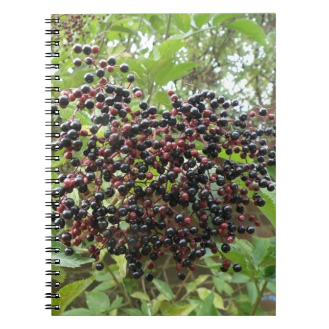 Ripening Elderberries Notebook Notizblock (Vorderseite)