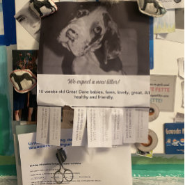 Ripp Off Flyer Puppy verkauft rot grün