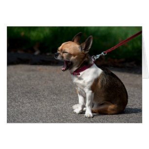 Rire Chihuahua