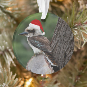Rire Kookaburra Bird Noël Rouge Père Noël