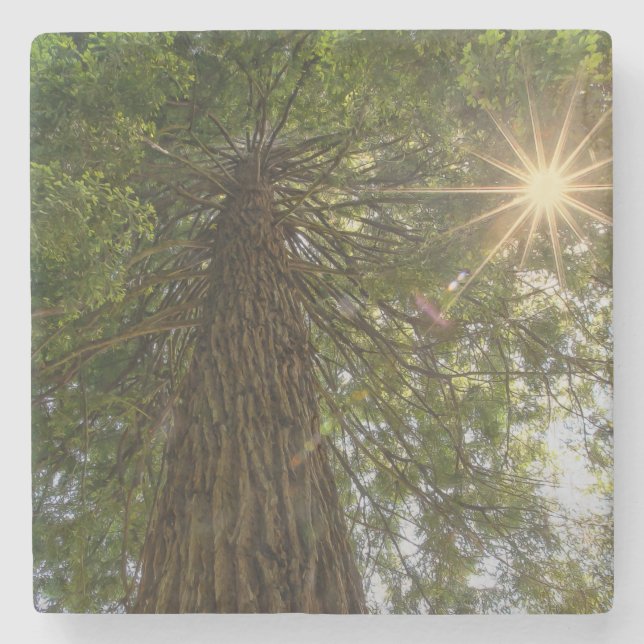 RISE Inspirationelles Foto eines Baumes zum Himmel Steinuntersetzer (Vorderseite)