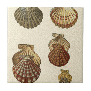 Rissige antike Muscheln Fliese