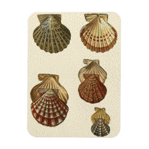 Rissige antike Muscheln Magnet