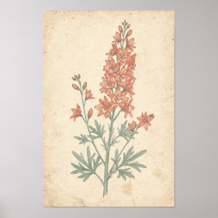 Rittersporn Botanischer Druck Blütenstand-Studie Poster
