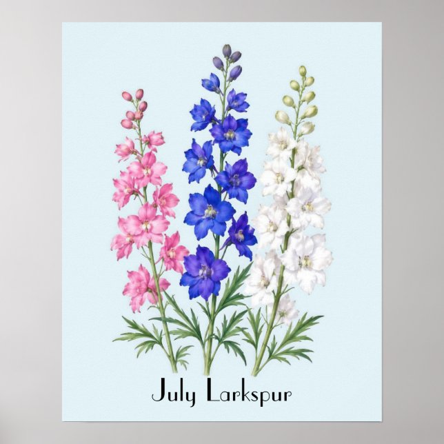 Ritterspornblumen im Juli Poster (Vorne)