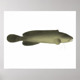 River Blackfish Print, Value Poster Paper (Matte)