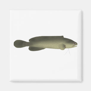 River Blackfish Print, Value Poster Paper (Matte) Magnet