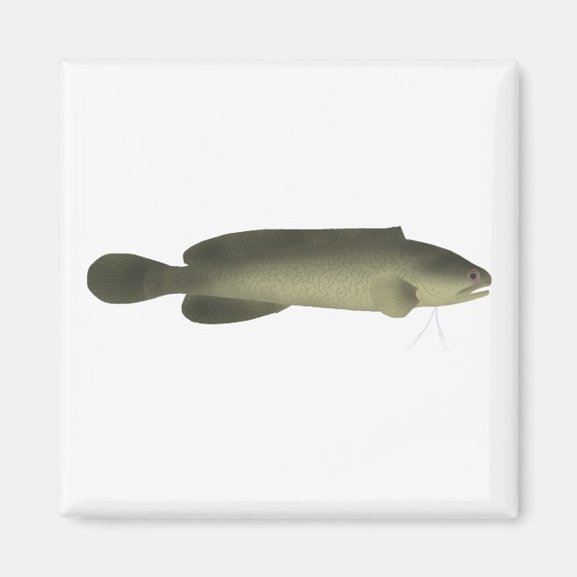 River Blackfish Print, Value Poster Paper (Matte) Magnet (Vorne)