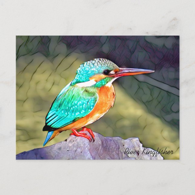 River Kingfisher Postkarte (Vorderseite)