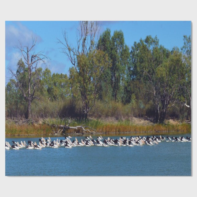 "River Murray's Fishermen: A Pelican Ansammlung" Geschenkpapier (Flach)