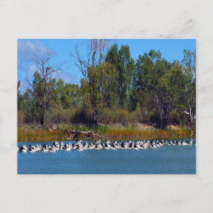 "River Murray's Fishermen: A Pelican Ansammlung" Postkarte