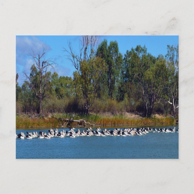 "River Murray's Fishermen: A Pelican Ansammlung" Postkarte (Vorderseite)