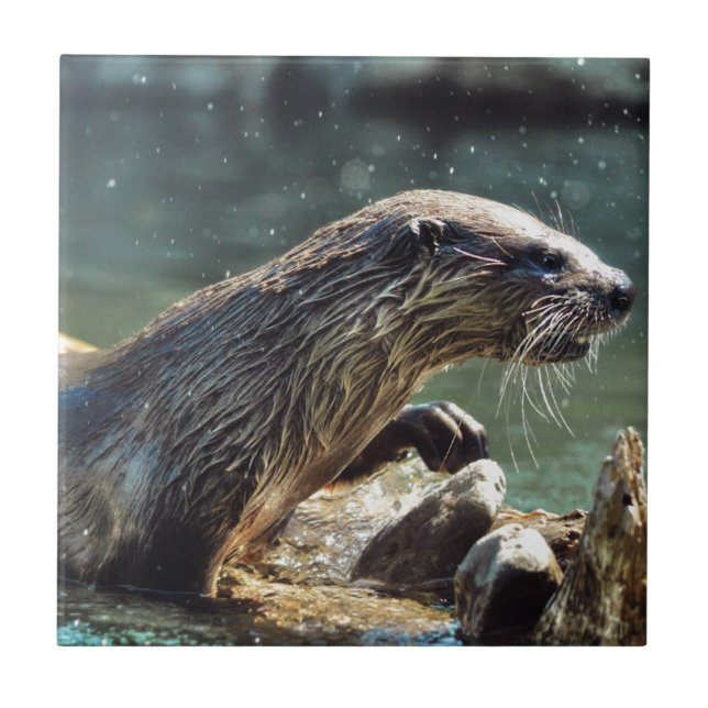 River Otter Animal-Lover's Wildlife Foto Fliese (Vorderseite)