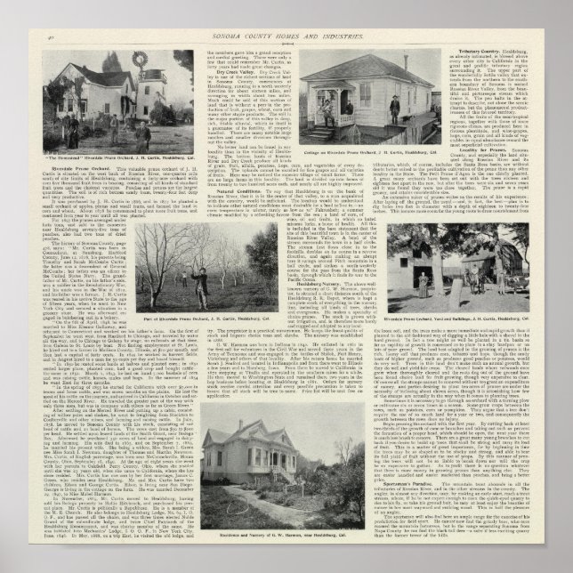 Riverdale Prune Orchard, Kalifornien Poster (Vorne)