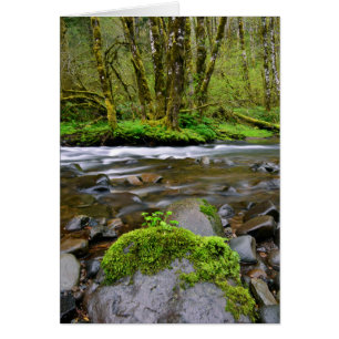 Rivière dans la forêt verte, Oregon