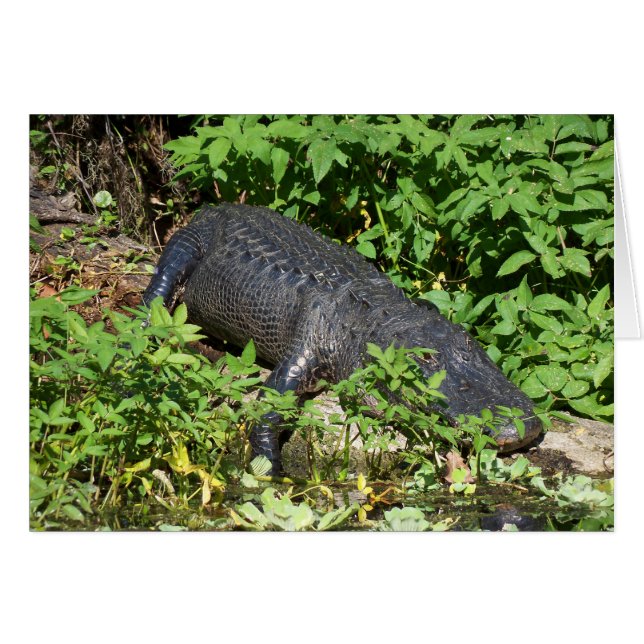 Rivière Silver Alligator (Devant horizontal)