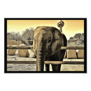 Riyadh Zoo Elephant Fotodruck