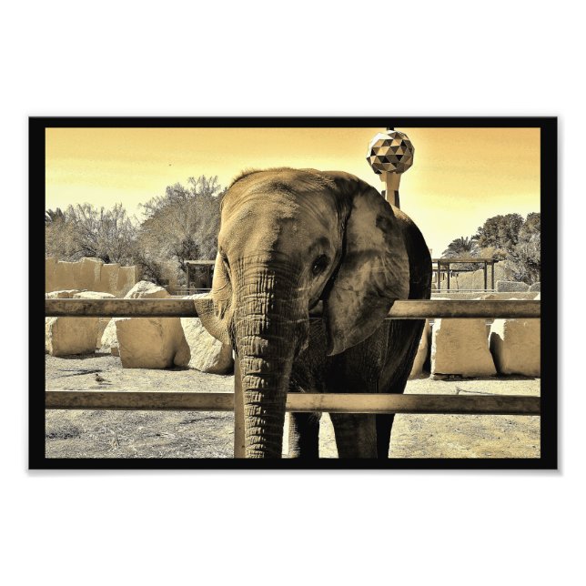 Riyadh Zoo Elephant Fotodruck (Vorne)