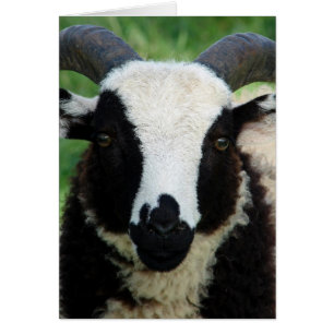 RJ l'agneau de bélier Jacob